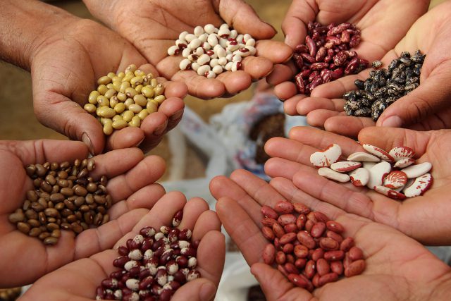 Кыргызстан на 50 млн сомов закупил семена у Узбекистана