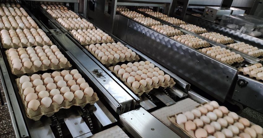 Почти 75% яиц в Кыргызстане производится в Чуйской области