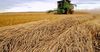 В Кыргызстане сократились посевы пшеницы и сахарной свеклы