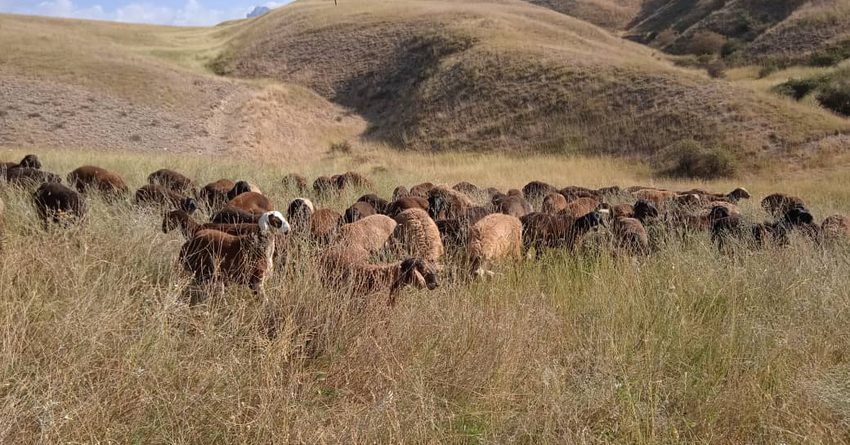 Кыргызстанец пытался незаконно перегнать в Узбекистан скот на 800 тысяч сомов