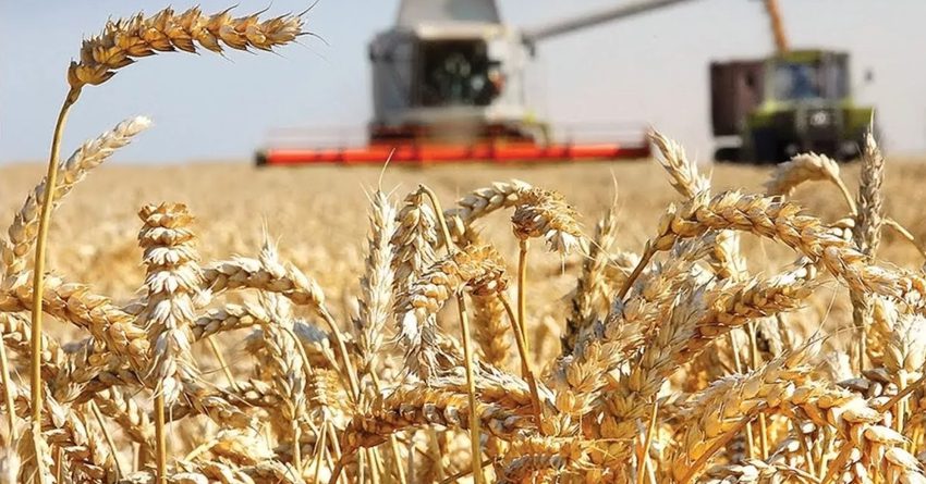 Из-за засухи собрано на 46.8% меньше зерна, чем в 2020 году