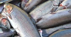 Кыргызстан нарастил экспорт рыбы и рыбных продуктов почти в два раза