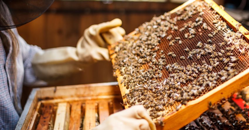 В реестре предприятий ЕАЭС из КР чаще всего регистрируются пчеловоды