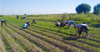 Эмнеге Кыргызстандын айыл чарбасы рентабелдүү эмес – адистин пикири