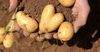 Бишкекте орточо эмгек акыга 700 кг картошка сатып алса болот