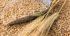 Кабмин продлил действие нулевой ставки на зерно