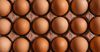 На Иссык-Куле производство яиц сократилось на 52.7%