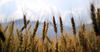 В КР зерновыми культурами засеяно 140.5 тысячи гектаров