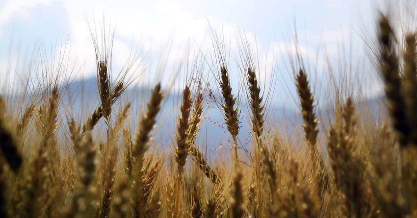 В КР зерновыми культурами засеяно 140.5 тысячи гектаров