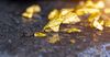 В Нарынской области на аукционе за $3.2 тысячи ушел участок россыпного золота