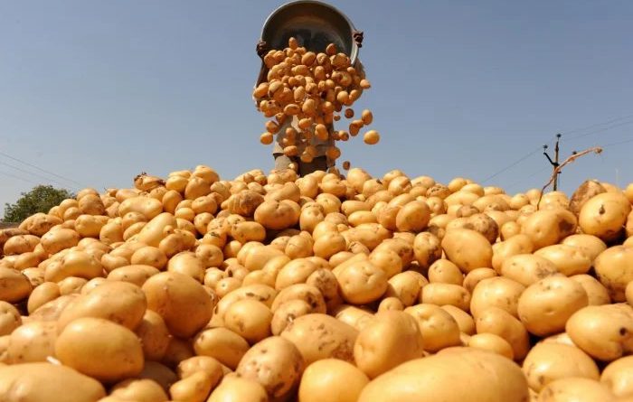 Пробную партию кыргызского картофеля отправили в Ташкент