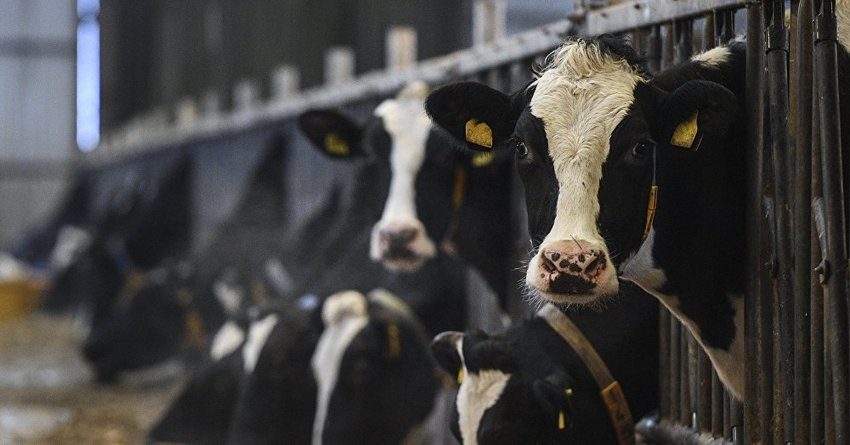 Идентификация крупного рогатого скота в КР завершена на 92%
