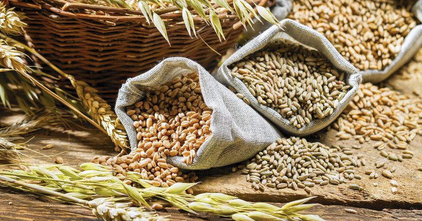 Кыргызстан закупил у России семян эспарцета на 8.8 млн сомов