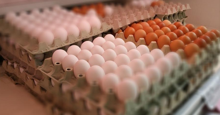 Россия вводит эмбарго на куриные яйца. Что будет с рынком Кыргызстана?
