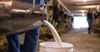 В КР дороже всех молоко продают фермеры из Ошской области