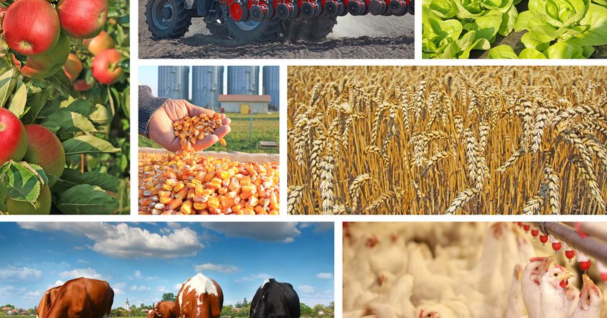 Больше всего сельхозпродукции в КР производят в Чуйской области