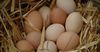 В КР могут временно запретить импорт куриных яиц