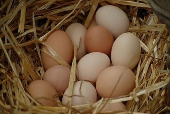 В КР могут временно запретить импорт куриных яиц