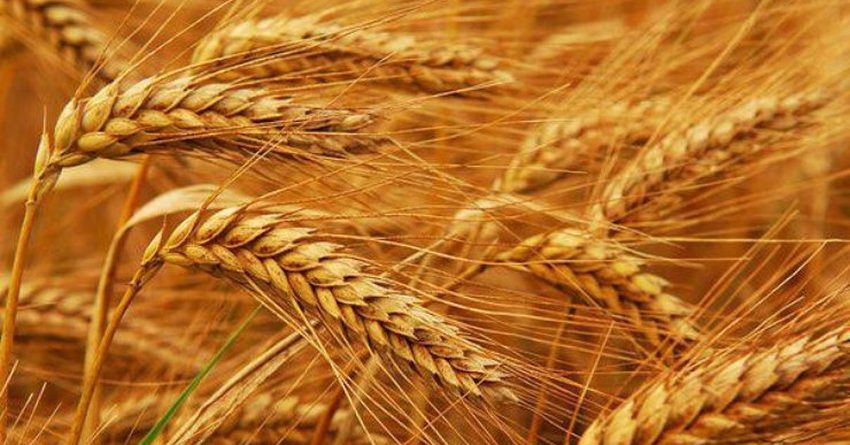Стоимость пшеницы в Араване подскочила до 30 сомов