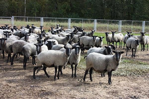 Монгольские фермеры намерены покупать породистых овец из КР