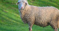 Минсельхоз КР предлагает утвердить программу развития овцеводства