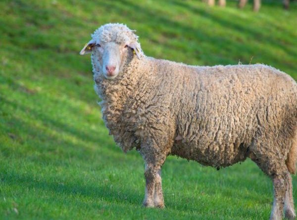 Минсельхоз КР предлагает утвердить программу развития овцеводства