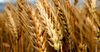 РК рассматривает предоставление грантовой помощи КР в виде пшеницы
